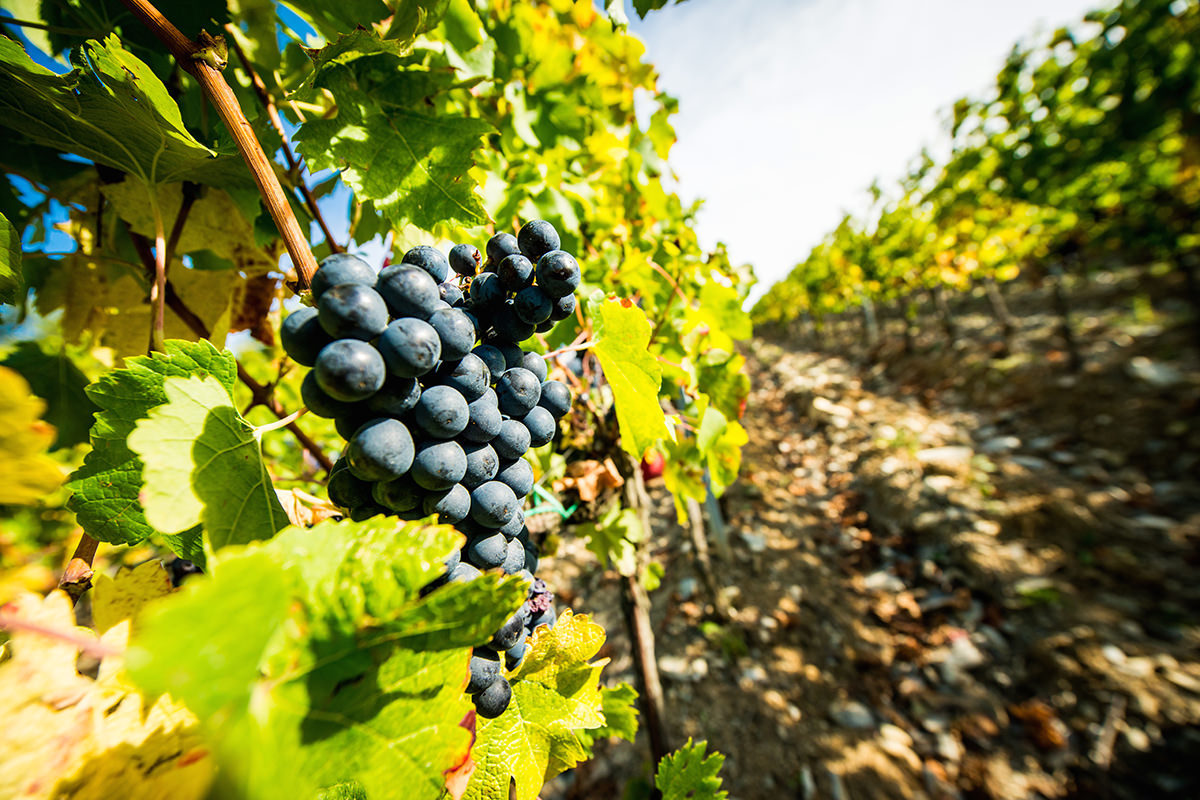 merlot